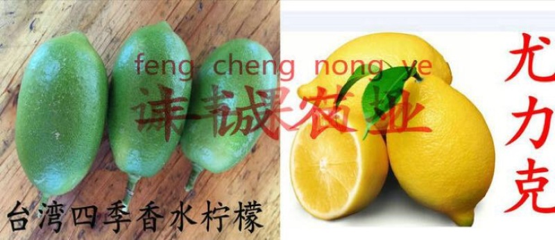 香水柠檬树苗50~80cm