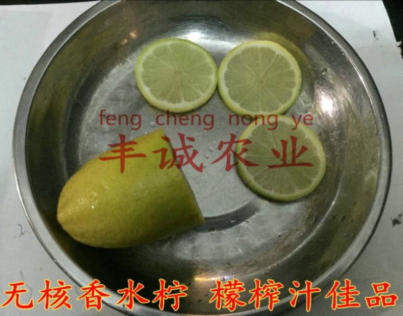 香水柠檬树苗50~80cm