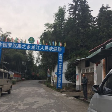 广西罗汉果大果鲜果大量有货欢迎采购咨询