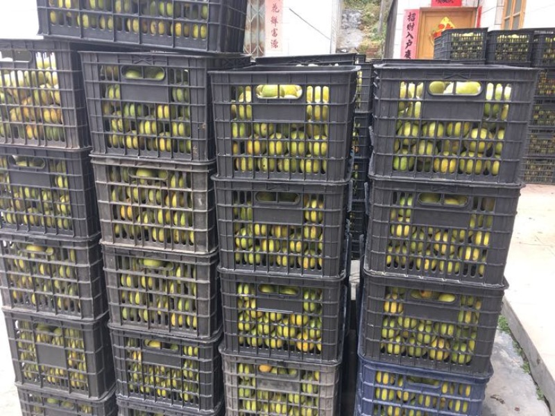 广西罗汉果大果鲜果大量有货欢迎采购咨询