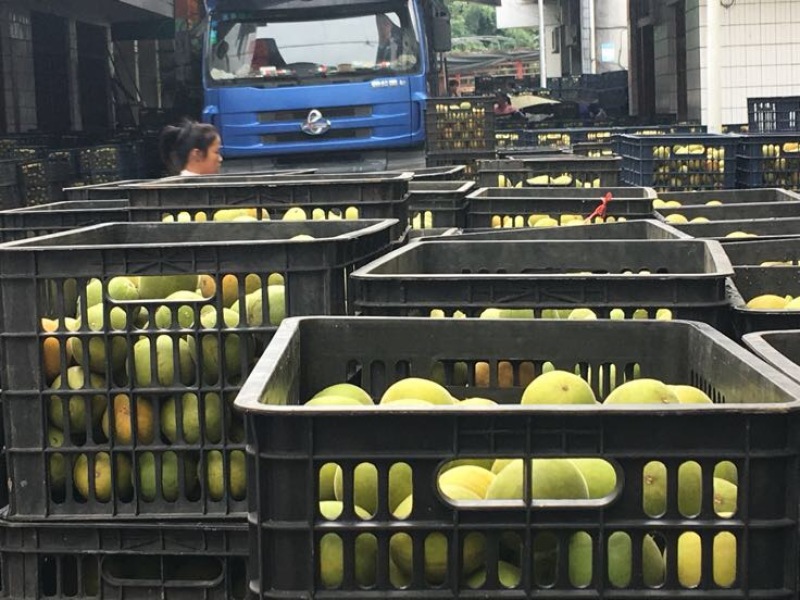 广西罗汉果大果鲜果大量有货欢迎采购咨询
