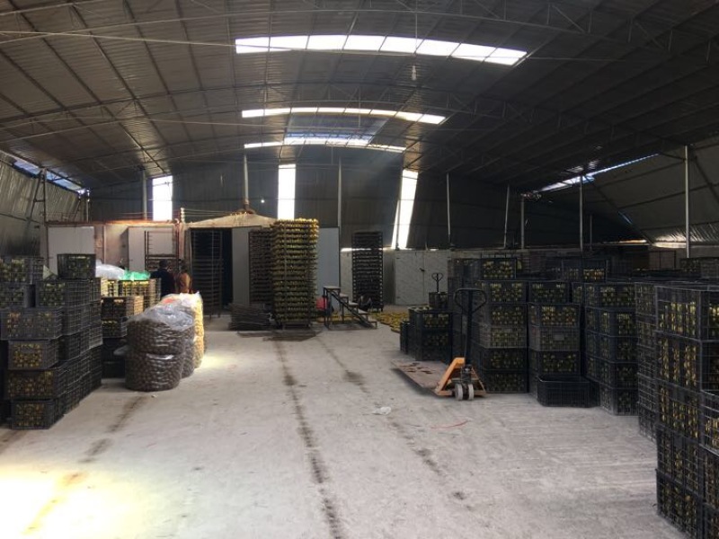 广西罗汉果大果鲜果大量有货欢迎采购咨询