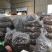 广西罗汉果大果鲜果大量有货欢迎采购咨询