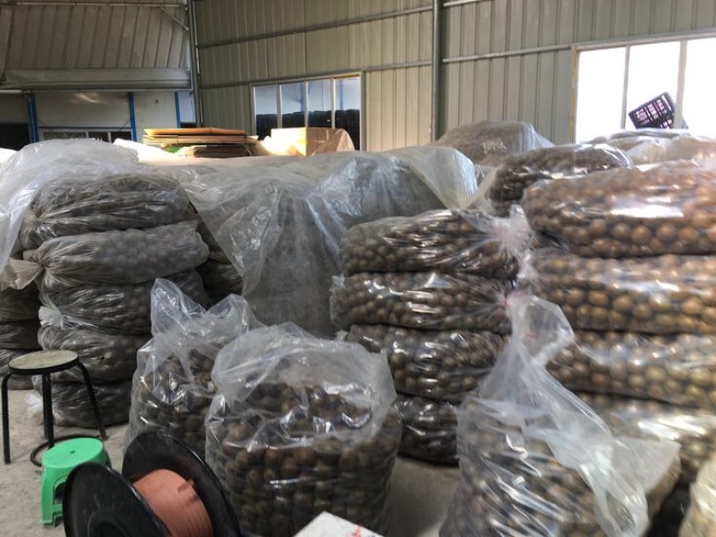 广西罗汉果大果鲜果大量有货欢迎采购咨询