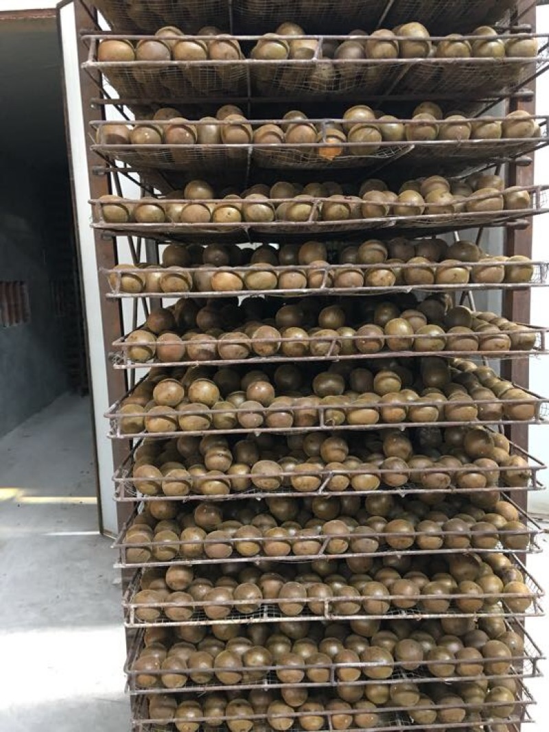 广西罗汉果大果鲜果大量有货欢迎采购咨询