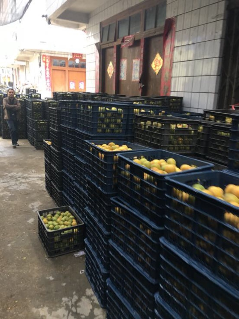 广西罗汉果大果鲜果大量有货欢迎采购咨询
