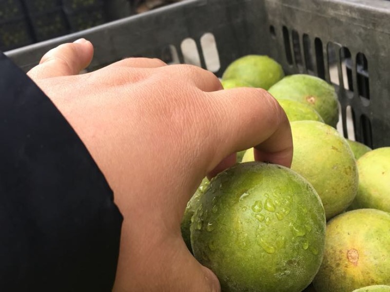 广西桂林罗汉果永福罗汉果大果鲜果大量有货欢迎咨询采购