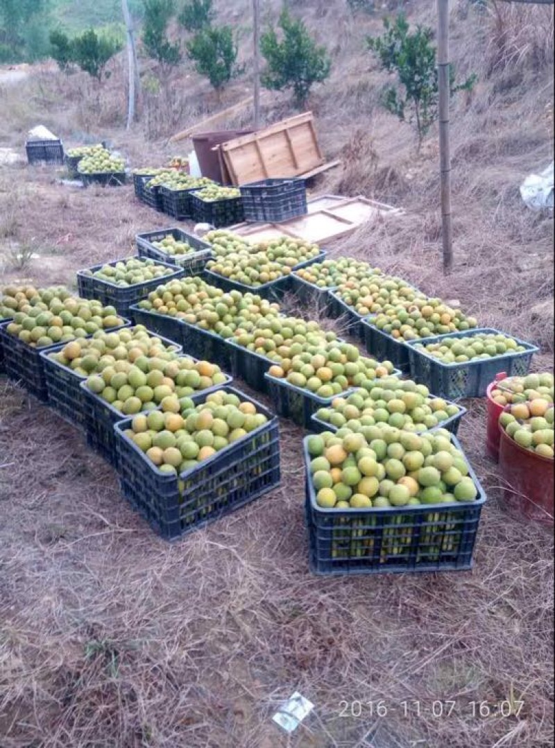 广西桂林罗汉果永福罗汉果大果鲜果大量有货欢迎咨询采购