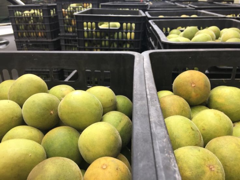 广西桂林罗汉果永福罗汉果大果鲜果大量有货欢迎咨询采购