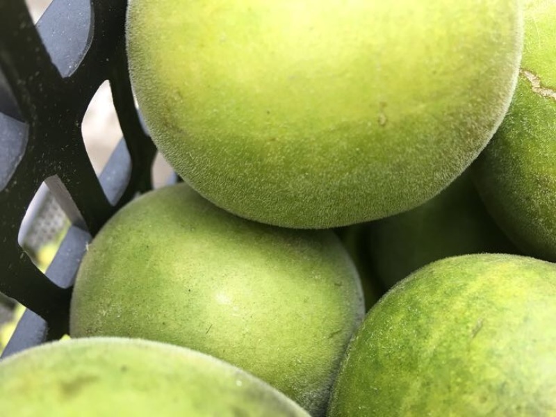 广西桂林罗汉果永福罗汉果大果鲜果大量有货欢迎咨询采购