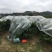 广西桂林沙糖桔电商商超档口供应一手货源