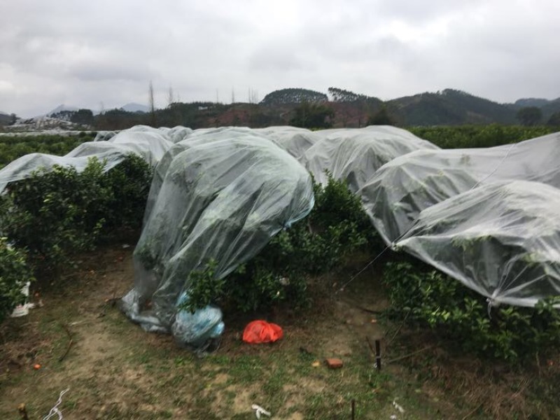 广西桂林沙糖桔电商商超档口供应一手货源