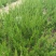 龙柏苗10cm以下