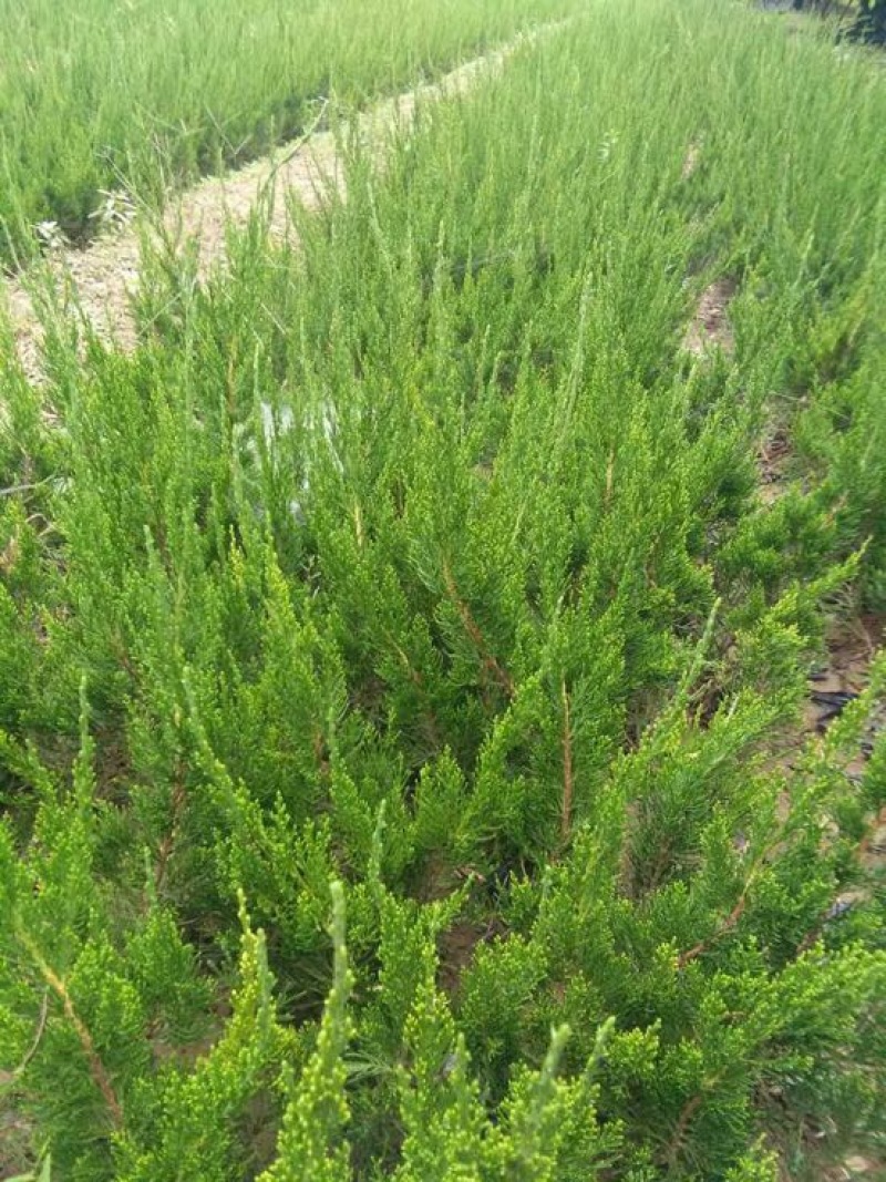 龙柏苗10cm以下