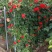藤本月季80cm以上月季树，3公分树状月季，月季树批发