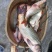 黄鲤鱼1~2公斤食用