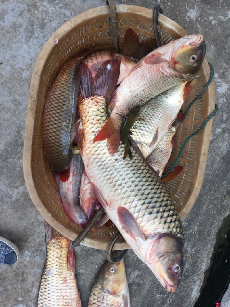 黄鲤鱼1~2公斤食用