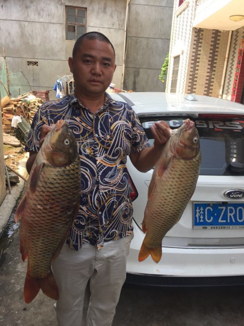黄鲤鱼1~2公斤食用