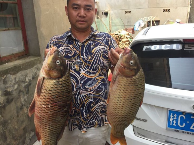 黄鲤鱼1~2公斤食用