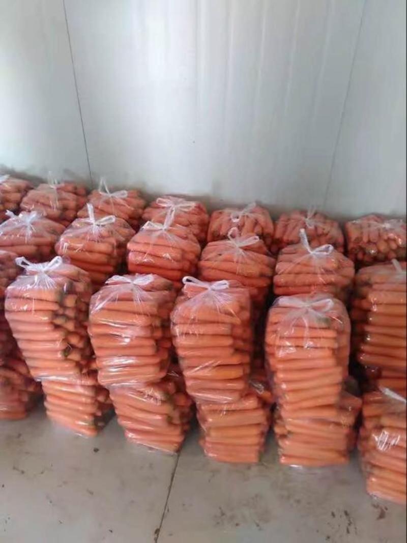 长红胡萝卜大量出货中可以线上交易货源