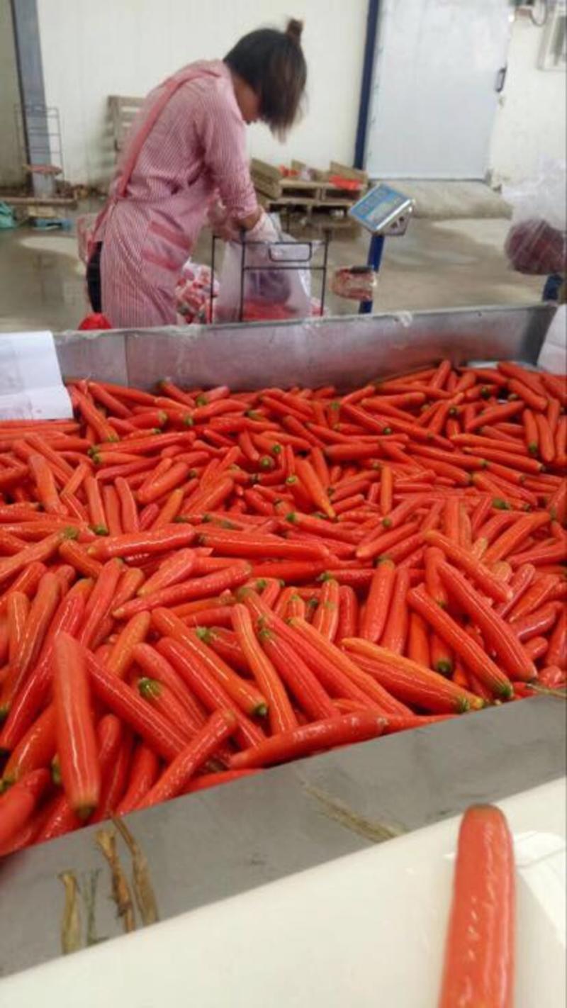 长红胡萝卜大量出货中可以线上交易货源