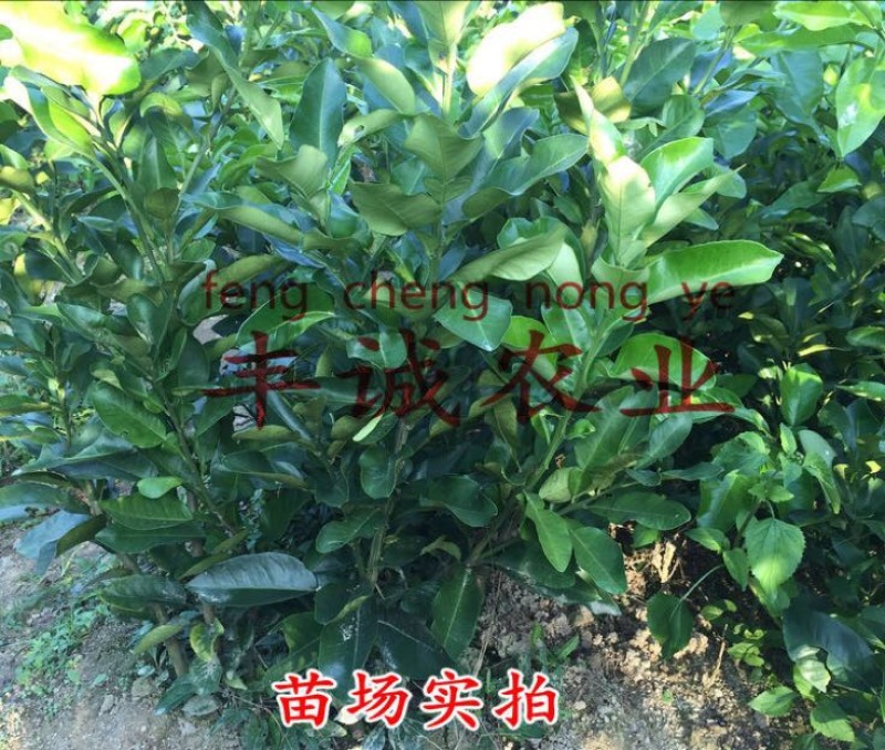 红心蜜柚苗0.5~0.8m0.8~1cm