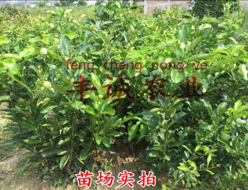 红心蜜柚苗0.5~0.8m0.8~1cm