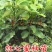 红心蜜柚苗0.5~0.8m0.8~1cm