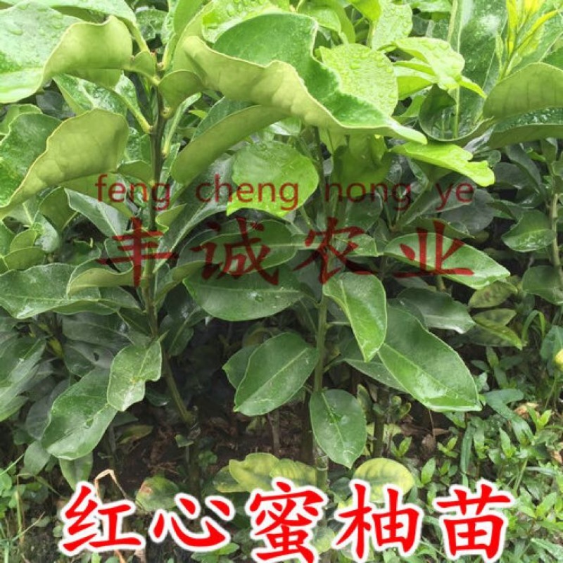 红心蜜柚苗0.5~0.8m0.8~1cm