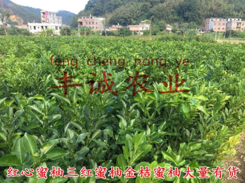 红心蜜柚苗0.5~0.8m0.8~1cm