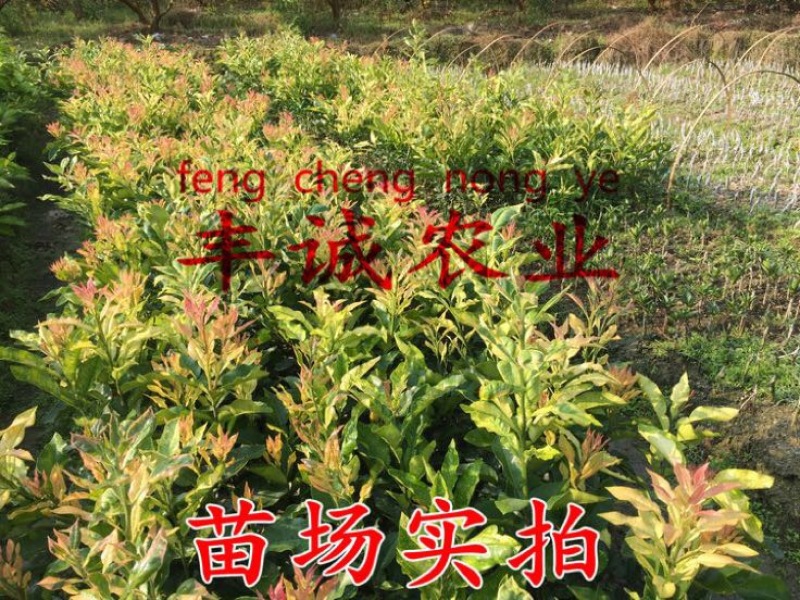 黄金蜜柚苗0.5~0.8m0.8~1cm