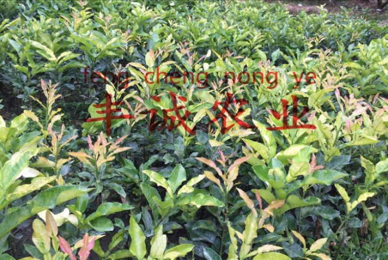 黄金蜜柚苗0.5~0.8m0.8~1cm