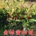 黄金蜜柚苗0.5~0.8m0.8~1cm