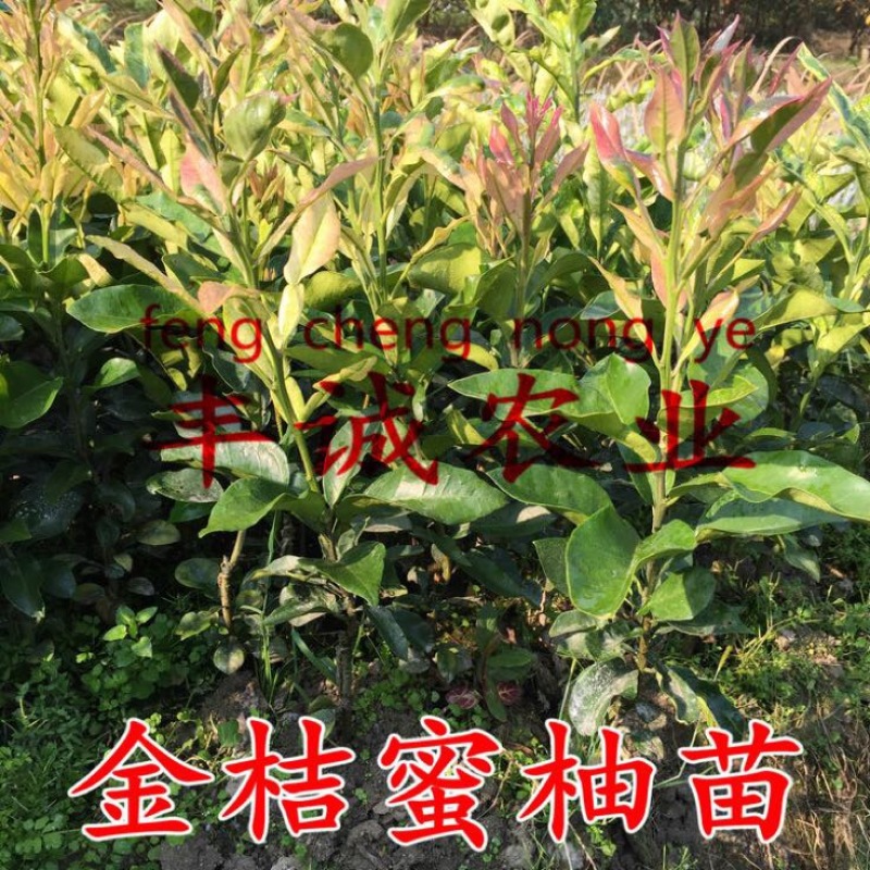 黄金蜜柚苗0.5~0.8m0.8~1cm