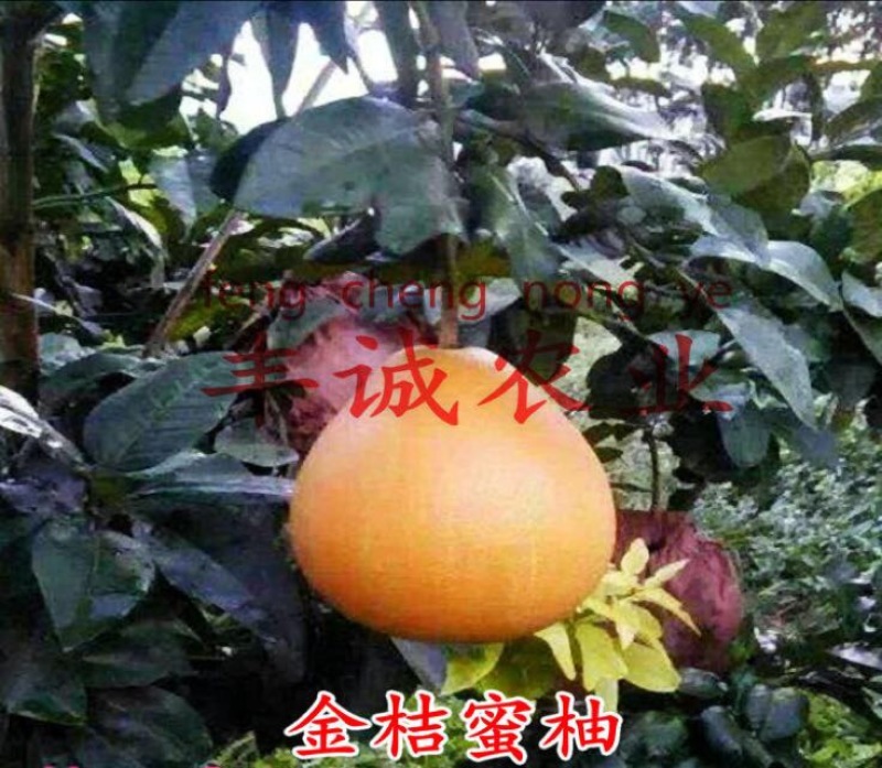 黄金蜜柚苗0.5~0.8m0.8~1cm