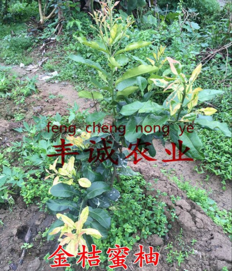 黄金蜜柚苗0.5~0.8m0.8~1cm