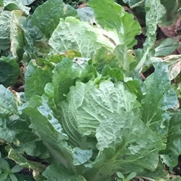 秋宝白菜7斤以上毛菜