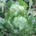 秋宝白菜7斤以上毛菜