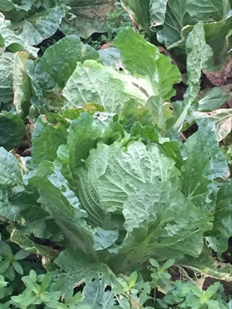 秋宝白菜7斤以上毛菜