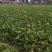 秋宝白菜7斤以上毛菜