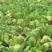 秋宝白菜7斤以上毛菜