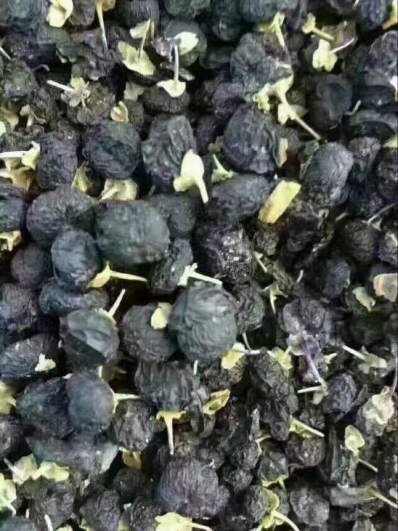 黑枸杞干货头茬