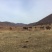 肉马400~500kg