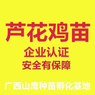 芦花鸡苗出壳苗35~45克雌