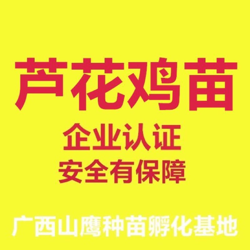 芦花鸡苗出壳苗35~45克雌