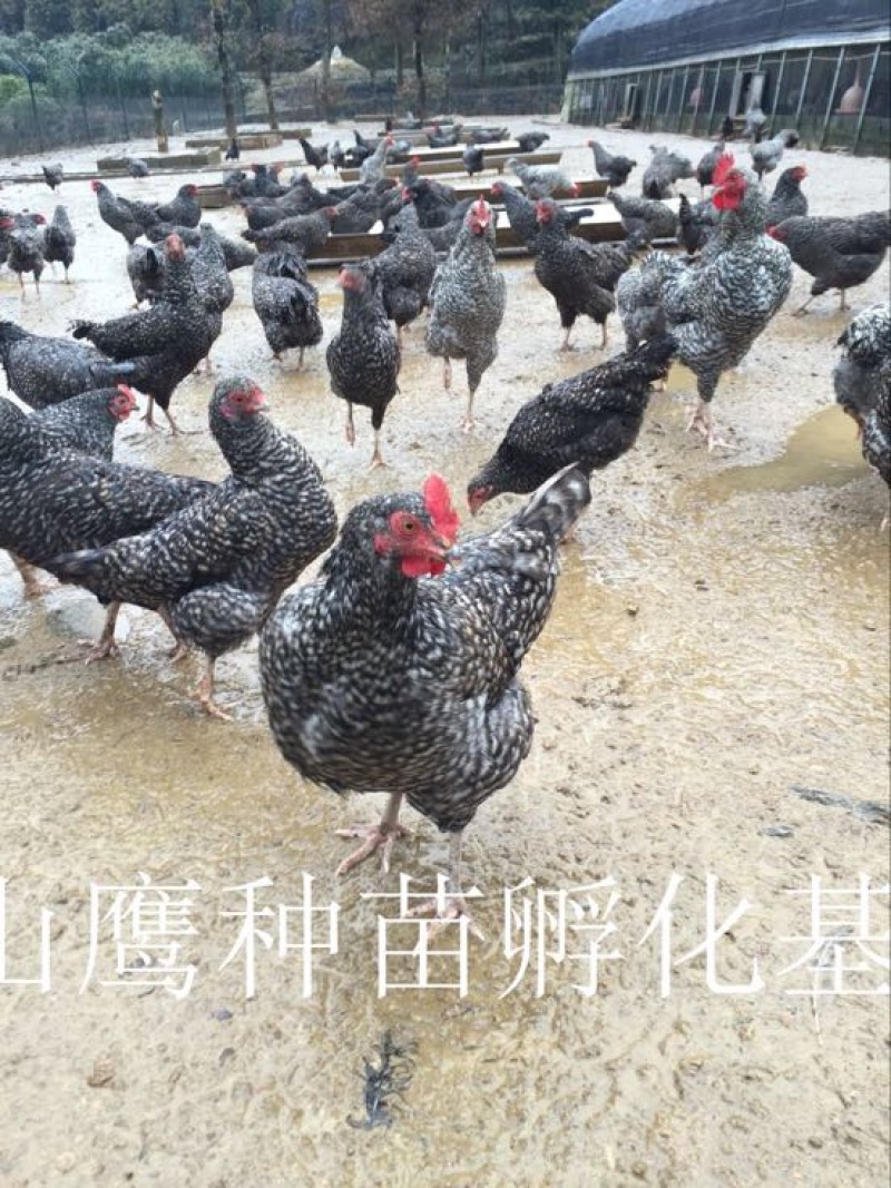 芦花鸡苗出壳苗35~45克雌