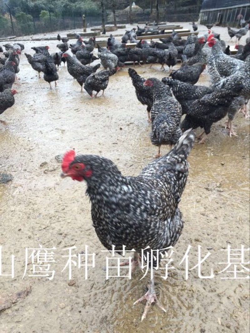 芦花鸡苗出壳苗35~45克雌