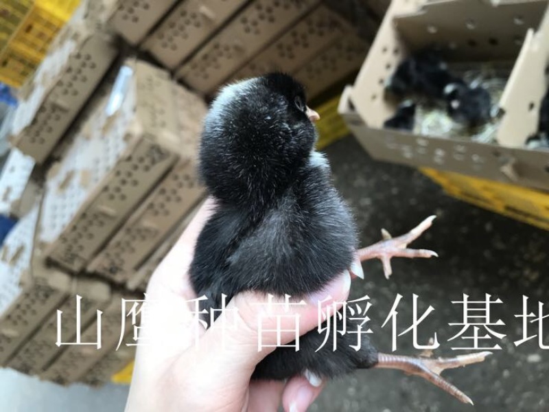 芦花鸡苗出壳苗35~45克雌