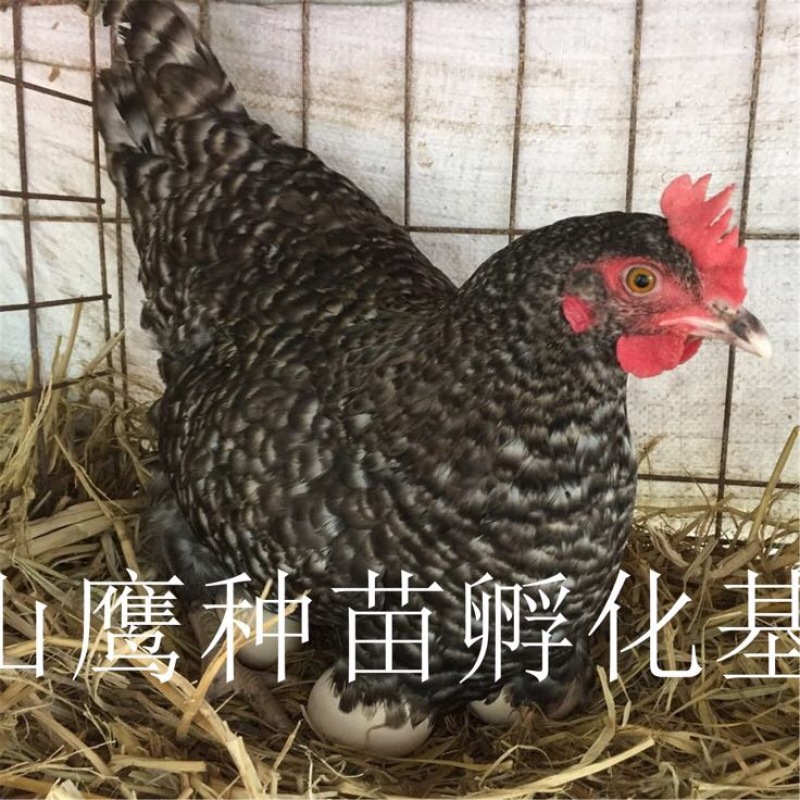 芦花鸡苗出壳苗35~45克雌