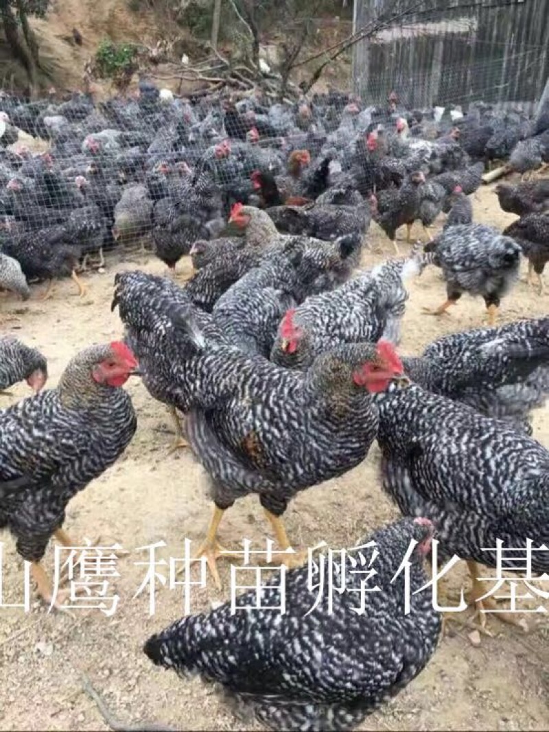 芦花鸡苗出壳苗35~45克雌